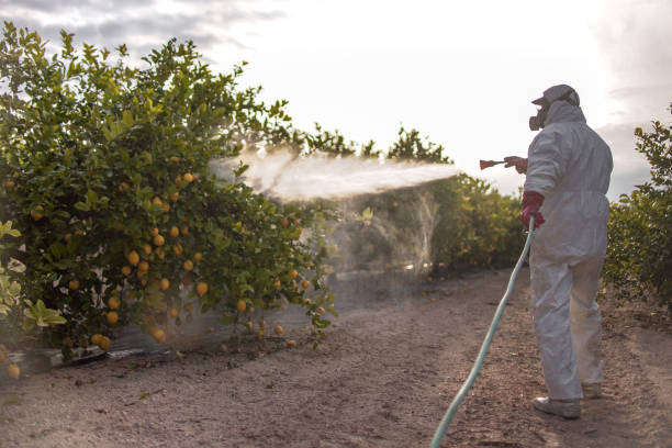 Best Affordable Pest Control Services  in Miles City, MT