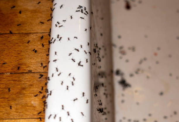 Best Rat Extermination Near Me  in Miles City, MT