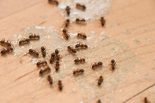 Best Affordable Pest Control Services  in Miles City, MT