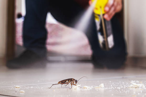 Best Cockroach Control Services  in Miles City, MT